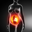 Pregnant female with fetus frontal view
