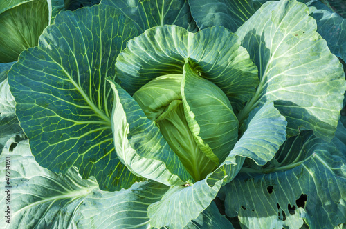 Photo: Cabbage ready to harvest Cabbage ready to harvest