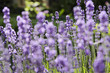 Photo: lavendel lavendel