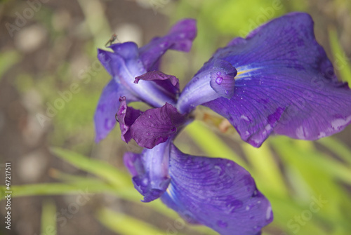 Photo: Iris Iris