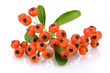 Fruits of Sea Buckthorn