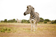 Zebra Safari Südafrika alone