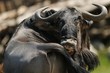 Gnu..corna