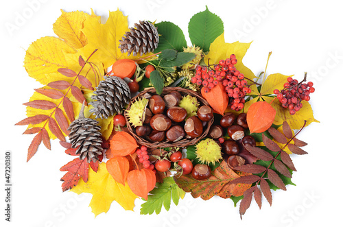 Photo: Chestnuts on autumn leaves isolated on white background Chestnuts on autumn leaves isolated on white background