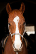 Foto: horse in the stable with the door slung saddle horse in the stable with the door slung saddle
