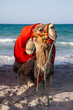 Foto: Camel sitting over sea background Camel sitting over sea background