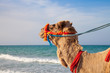Foto: Camel's portrait with sea background Camel's portrait with sea background
