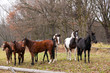 Foto: purebred horses closeup in sunset. small depth of field purebred horses closeup in sunset. small depth of field