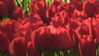 Red tulips and Fountain