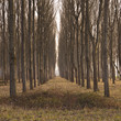 Rows of poplar trees in France.