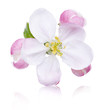 Apfelblüte