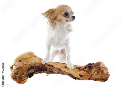 Photo: chihuahua and bone chihuahua and bone