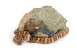 Photo: Lyre Snake on White Background Lyre Snake on White Background
