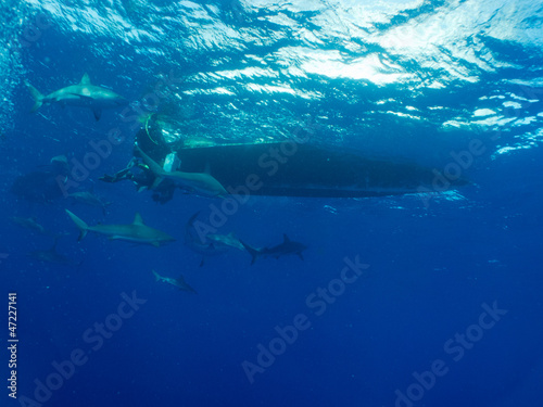 Photo: Caribbean reef shark (Carcharhinus perezi) and diver Caribbean reef shark (Carcharhinus perezi) and diver