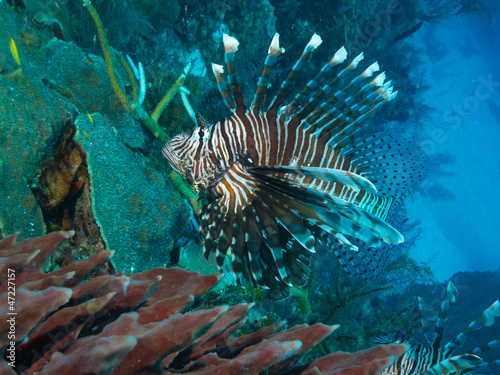 Photo: common lionfish (Pterois volitans) common lionfish (Pterois volitans)