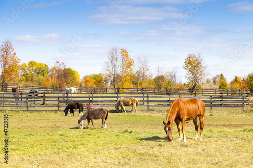 Photo: Horse on american countryside Horse on american countryside