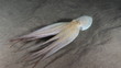 Video: Octopus using jet propulsion Octopus using jet propulsion