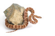 Lyre Snake Curls Around a Piece