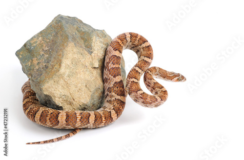 Photo: Lyre Snake Curls Around a Piece Lyre Snake Curls Around a Piece