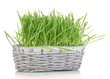 Green grass in basket isolated on white