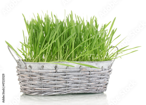 Photo: Green grass in basket isolated on white Green grass in basket isolated on white