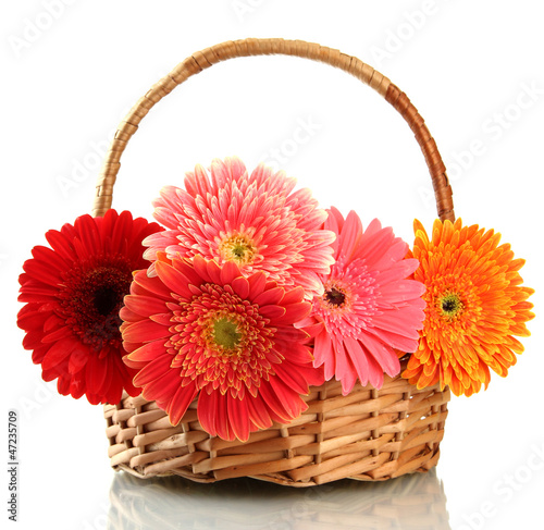 Photo: beautiful gerbera flowers in basket isolated on white beautiful gerbera flowers in basket isolated on white