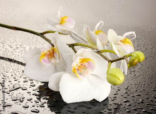 Photo: white beautiful orchid with drops on grey background white beautiful orchid with drops on grey background