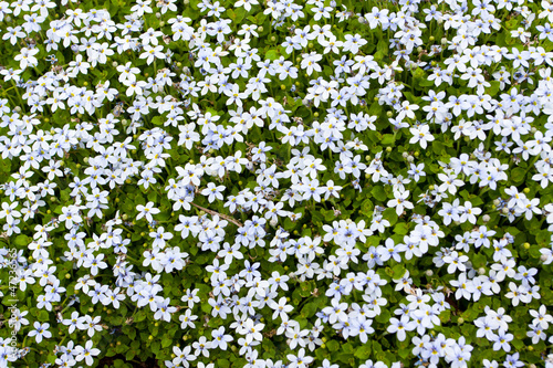 Photo: Clover Flower Abstract Clover Flower Abstract