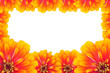 Frame of Zinnias flower