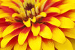 Extreme close up shot of zinnia flower