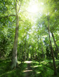 footpat between trees in green forest
