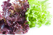 Fresh juicy leaves of lettuce