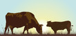 grazing cattle in the morning