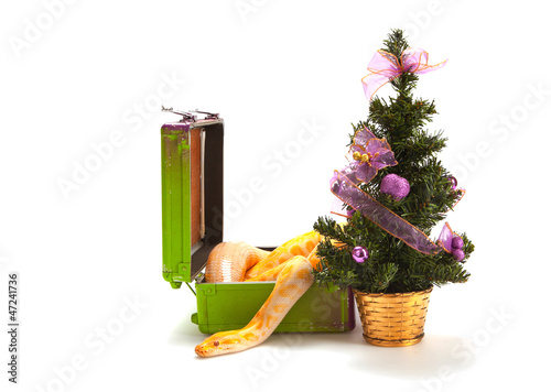 Photo: snake with a Christmas tree snake with a Christmas tree