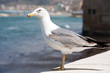 Photo : seagull seagull