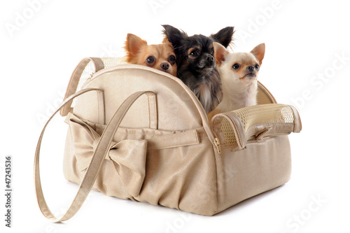 Photo: travel bag and chihuahuas travel bag and chihuahuas