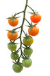 Tomatoes ripening on a vine, isolated on white