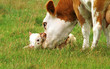 Foto: Mutterkuh stupst Kalb an Mutterkuh stupst Kalb an