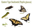 Eastern Tiger Swallowtail