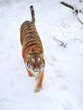 Photo: Beautiful wild siberian tiger on snow Beautiful wild siberian tiger on snow