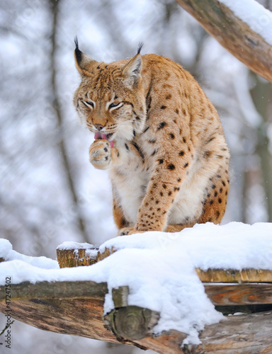 Photo: Lynx in winter Lynx in winter