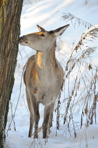 Photo: Beautiful deer in winter forest Beautiful deer in winter forest