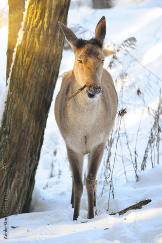 Photo: Beautiful deer in winter forest Beautiful deer in winter forest