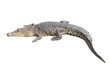Crocodile stay rest on white background.