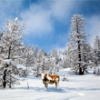 mucca-neve