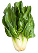 Chard plant