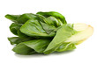 Photo: Chard plant Chard plant