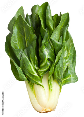 Photo: Chard plant Chard plant