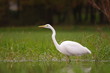 Grande aigrette attentive