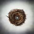 compass nest